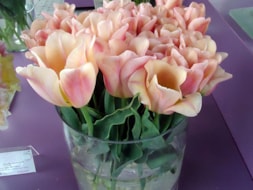 Apricot Amor (2)